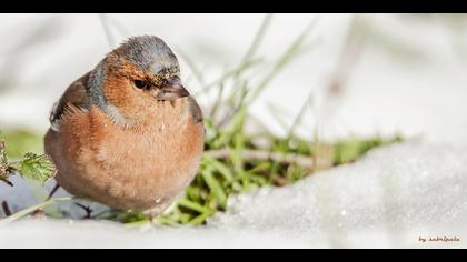 İspinoz » Common Chaffinch » Fringilla coelebs