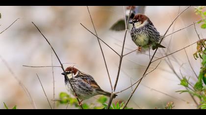 Söğüt serçesi » Spanish Sparrow » Passer hispaniolensis