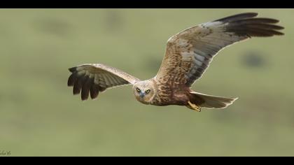 Saz delicesi » Western Marsh Harrier » Circus aeruginosus