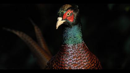 Sülün » Common Pheasant » Phasianus colchicus