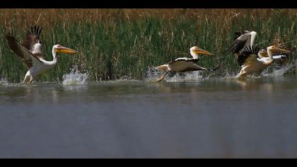 Ak pelikan » Great White Pelican » Pelecanus onocrotalus