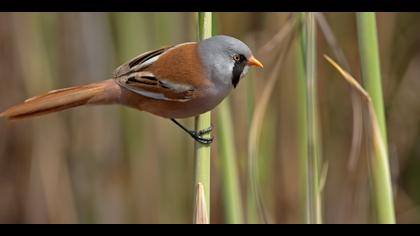 Bıyıklı baştankara » Bearded Reedling » Panurus biarmicus