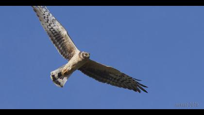 Bozkır delicesi » Pallid Harrier » Circus macrourus