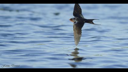 Kır kırlangıcı » Barn Swallow » Hirundo rustica