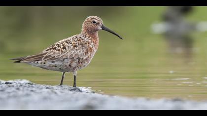 Kızıl kumkuşu » Curlew Sandpiper » Calidris ferruginea