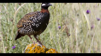 Turaç » Black Francolin » Francolinus francolinus