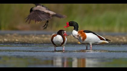 Suna » Common Shelduck » Tadorna tadorna