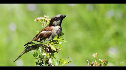 Serçe » House Sparrow » Passer domesticus