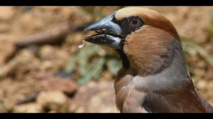 Kocabaş » Hawfinch » Coccothraustes coccothraustes