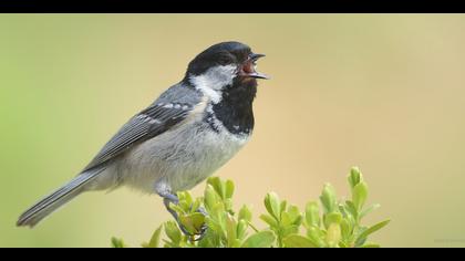 Çam baştankarası » Coal Tit » Periparus ater