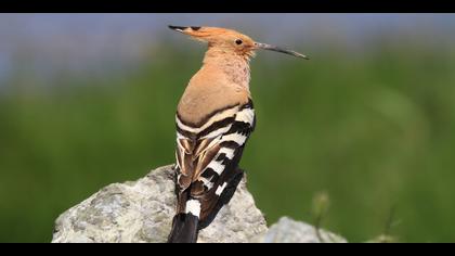 İbibik » Eurasian Hoopoe » Upupa epops