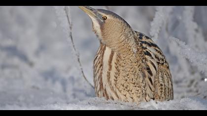 Balaban » Eurasian Bittern » Botaurus stellaris