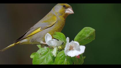 Florya » European Greenfinch » Chloris chloris