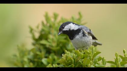 Çam baştankarası » Coal Tit » Periparus ater