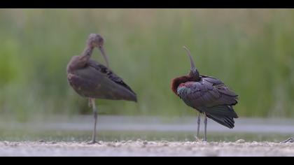 Çeltikçi » Glossy Ibis » Plegadis falcinellus