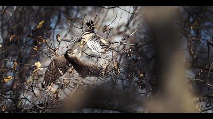 Atmaca » Eurasian Sparrowhawk » Accipiter nisus