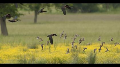 Çeltikçi » Glossy Ibis » Plegadis falcinellus