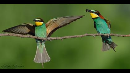 Arıkuşu » European Bee-eater » Merops apiaster