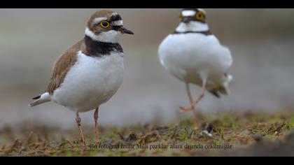 Halkalı küçük cılıbıt » Little Ringed Plover » Charadrius dubius