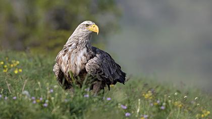 Akkuyruklu kartal