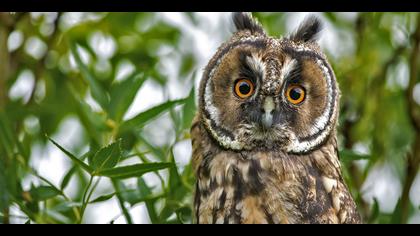 Kulaklı orman baykuşu » Long-eared Owl » Asio otus