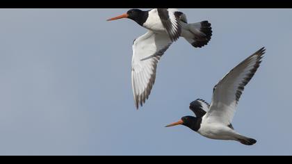 Poyrazkuşu » Eurasian Oystercatcher » Haematopus ostralegus