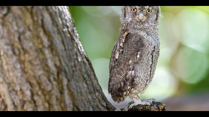 İshakkuşu » Eurasian Scops Owl » Otus scops