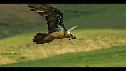 Sakallı akbaba » Bearded Vulture » Gypaetus barbatus