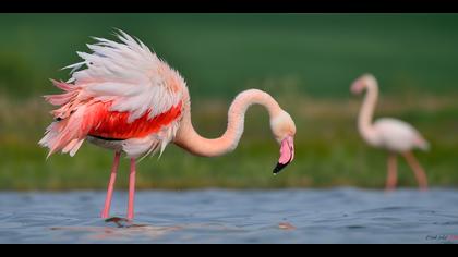 Flamingo