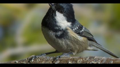 Çam baştankarası » Coal Tit » Periparus ater