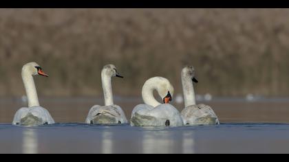 Kuğu » Mute Swan » Cygnus olor