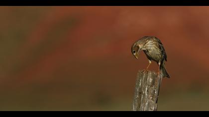 Tarla kirazkuşu » Corn Bunting » Emberiza calandra