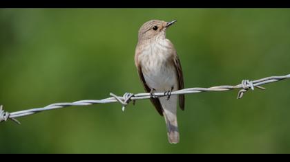 Benekli sinekkapan » Spotted Flycatcher » Muscicapa striata