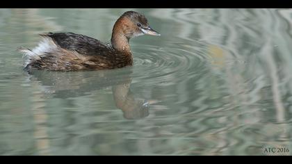 Küçük batağan » Little Grebe » Tachybaptus ruficollis