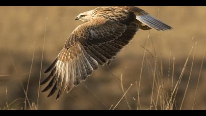 Kızıl şahin » Long-legged Buzzard » Buteo rufinus