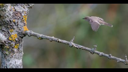 Benekli sinekkapan » Spotted Flycatcher » Muscicapa striata