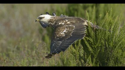 Arı şahini » European Honey Buzzard » Pernis apivorus