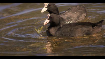 Sakarmeke » Eurasian Coot » Fulica atra