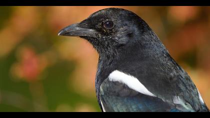 Saksağan » Eurasian Magpie » Pica pica