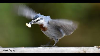 Anadolu sıvacısı » Krüper`s Nuthatch » Sitta krueperi