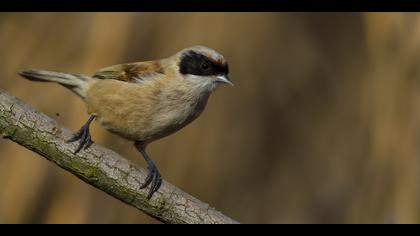 Çulhakuşu » Eurasian Penduline Tit » Remiz pendulinus