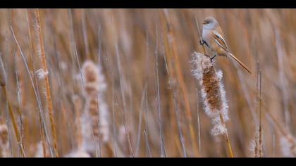 Bıyıklı baştankara » Bearded Reedling » Panurus biarmicus