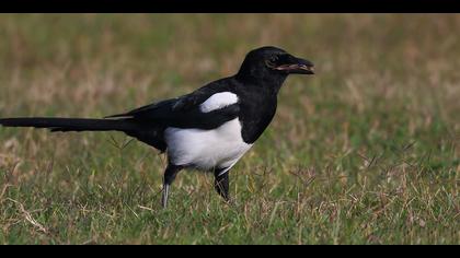 Saksağan » Eurasian Magpie » Pica pica