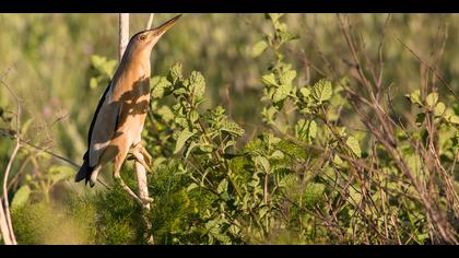 Küçük balaban » Little Bittern » Ixobrychus minutus