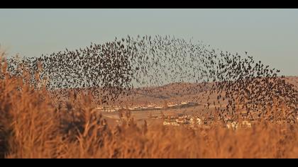 Sığırcık » Common Starling » Sturnus vulgaris