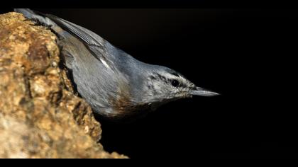 Anadolu sıvacısı » Krüper`s Nuthatch » Sitta krueperi