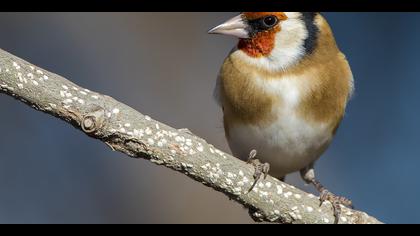 Saka » European Goldfinch » Carduelis carduelis