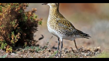 Altın yağmurcun » European Golden Plover » Pluvialis apricaria