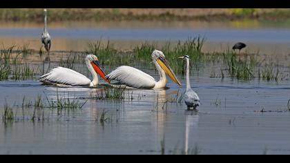 Tepeli pelikan » Dalmatian Pelican » Pelecanus crispus