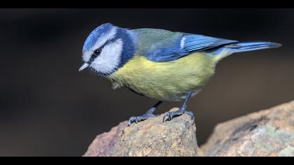 Mavi baştankara » Eurasian Blue Tit » Cyanistes caeruleus